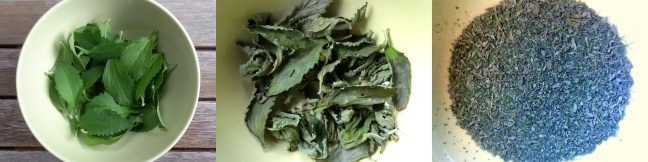 Stevia Blattpulver selber herstellen